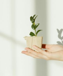A hand gently holds a small potted plant with a shadow on the wall behind.